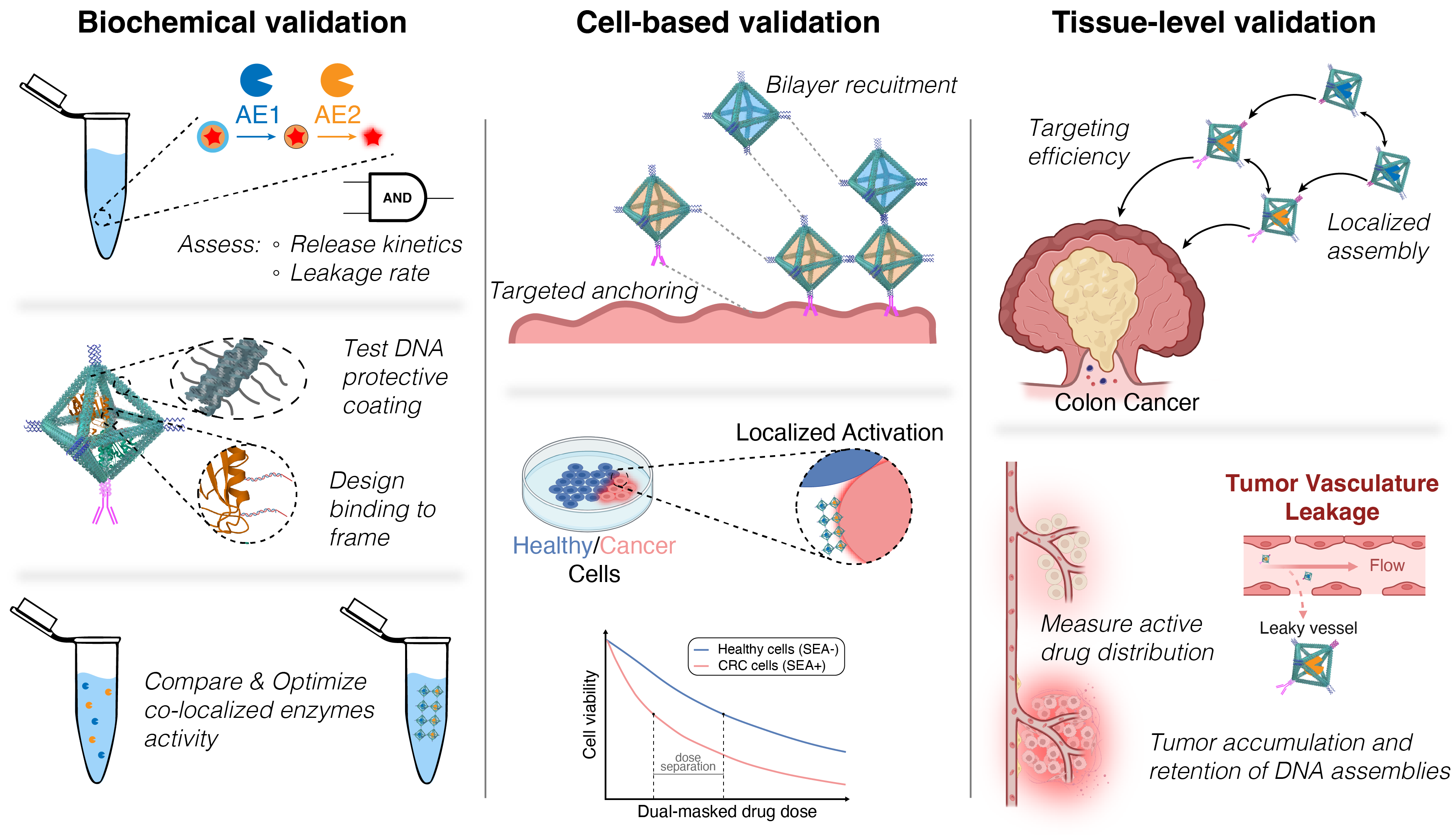 SEA platform: biochemical, cell-based, and tissue-level validation